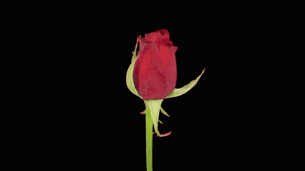 红色玫瑰生长GIF图片素材免费下载