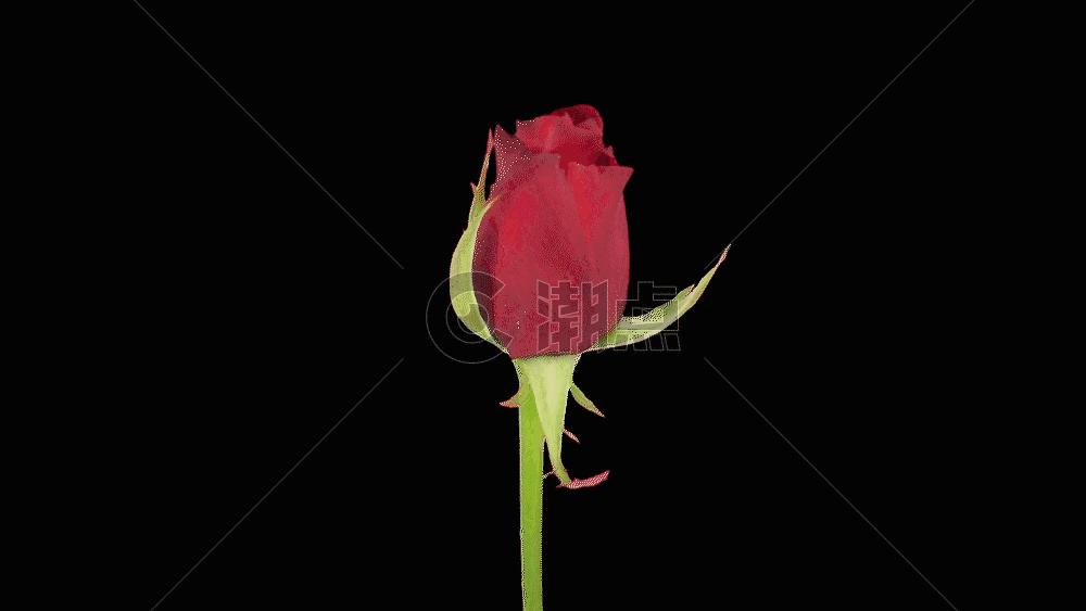 红色玫瑰生长GIF图片素材免费下载
