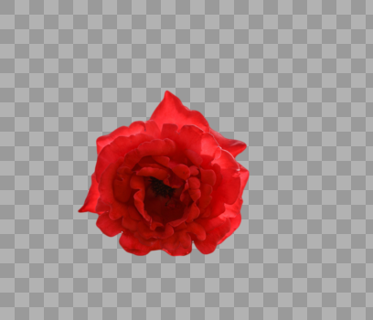 红色花朵图片素材免费下载