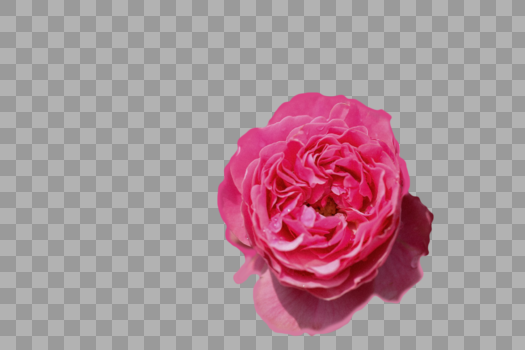 植物花朵粉色图片素材免费下载