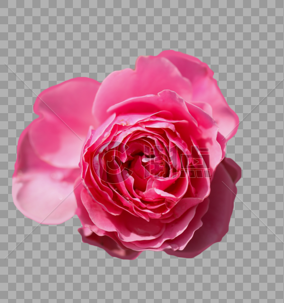 粉色大花朵图片素材免费下载
