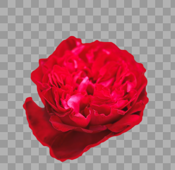 植物花朵红色图片素材免费下载