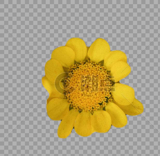 植物黄金菊图片素材免费下载