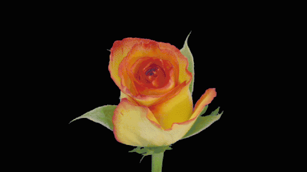 黄色玫瑰生长gif图片素材免费下载