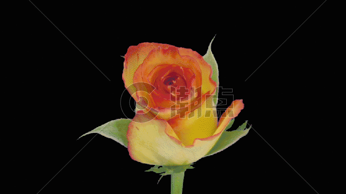 黄色玫瑰生长gif图片素材免费下载