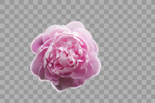 粉色花朵图片素材免费下载