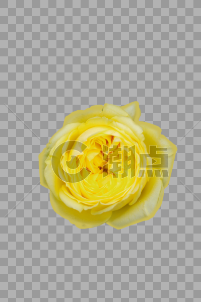 黄色花朵图片素材免费下载