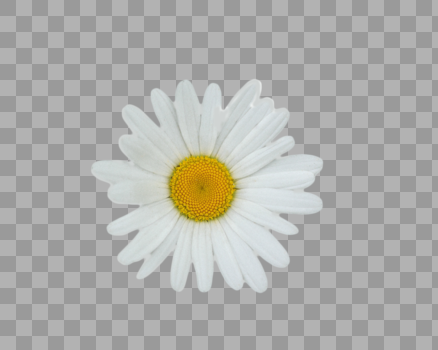 白色马兰菊图片素材免费下载