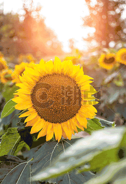 逆光下的向日葵太阳花gif动图图片素材免费下载