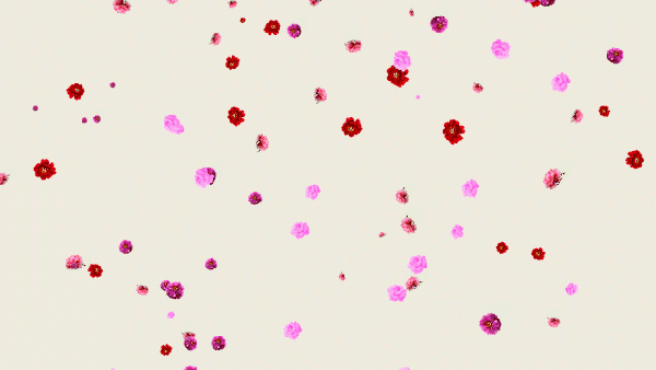 牡丹花粒子牡丹掉落牡丹牡丹花花朵花掉落花背景GIF图片素材免费下载