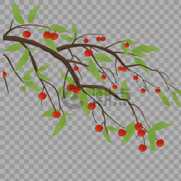 树枝上的红果子图片素材免费下载