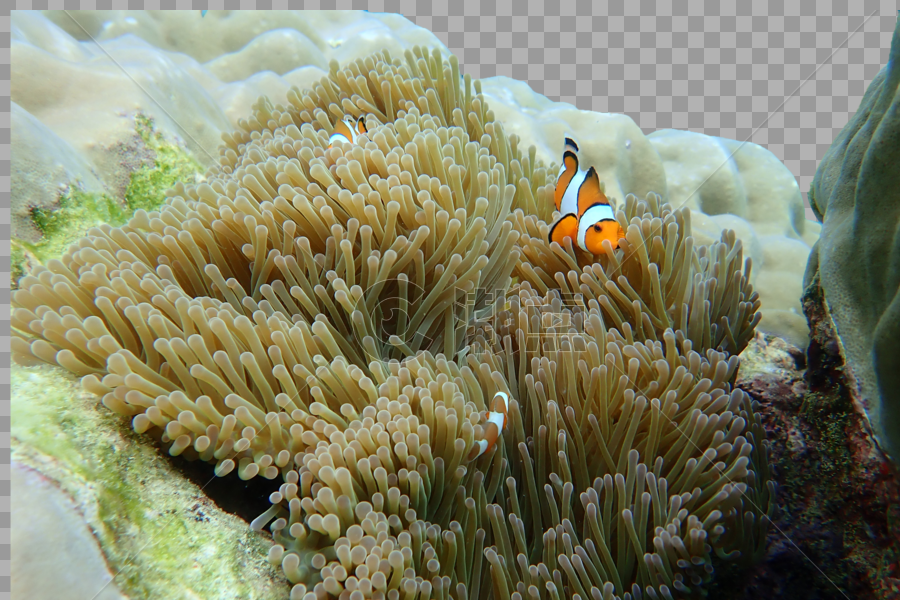 泰国潜水的海洋生物图片素材免费下载