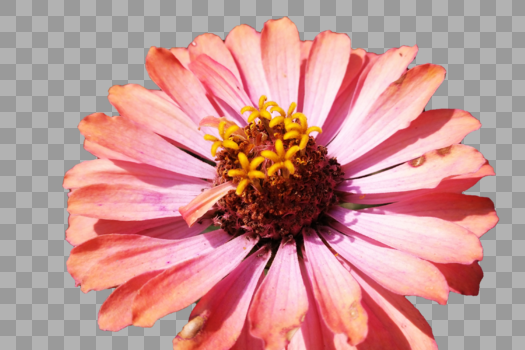 秋天花园里枯萎的菊花花朵图片素材免费下载