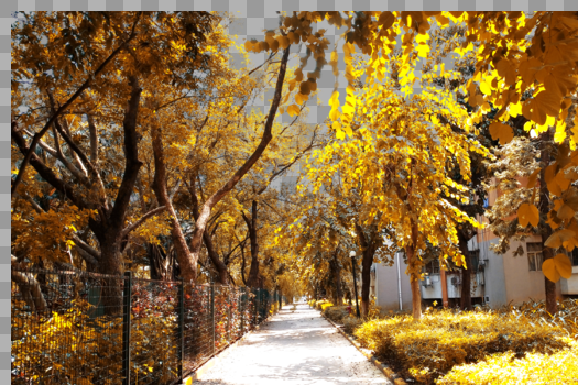 秋天金黄色的道路树叶和草地唯美的美景图片素材免费下载