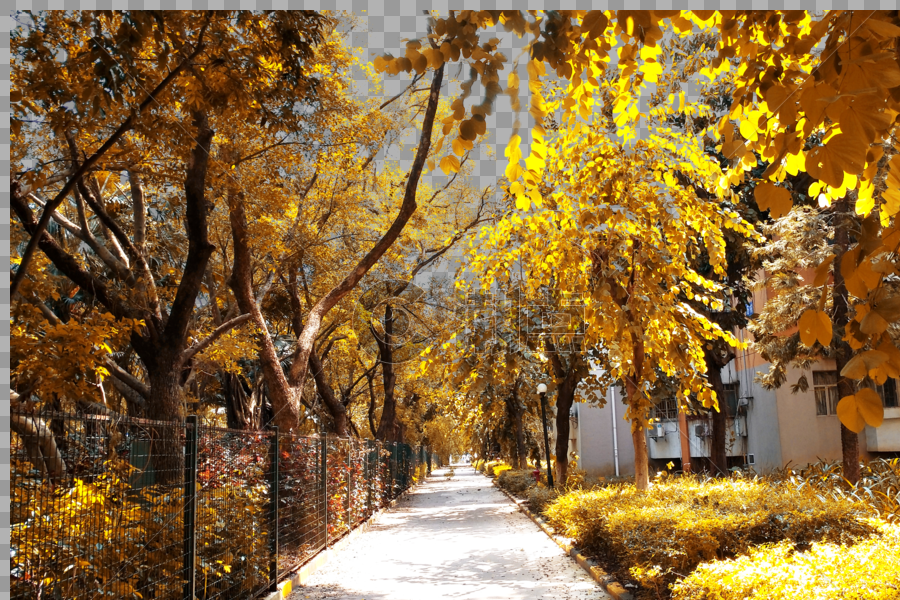 秋天金黄色的道路树叶和草地唯美的美景图片素材免费下载