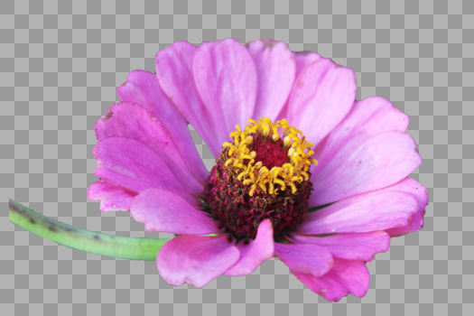 粉色品种菊花一朵图片素材免费下载