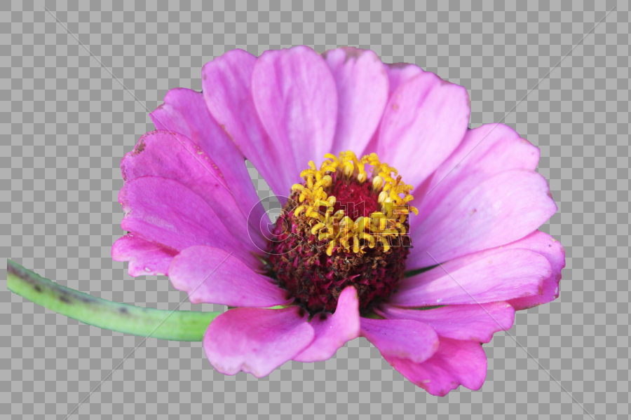 粉色品种菊花一朵图片素材免费下载