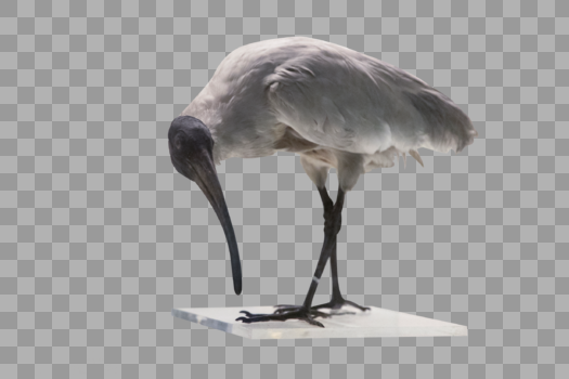 白鹮鸟动物标本图片素材免费下载