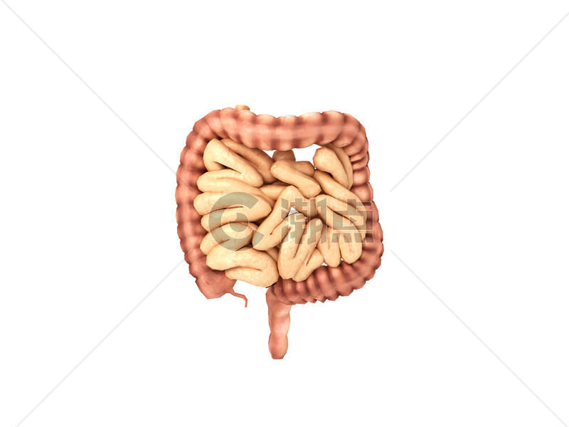人体器官肠图片素材免费下载