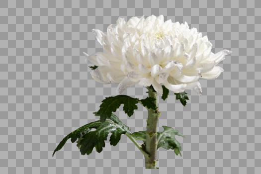 植物菊花花朵图片素材免费下载