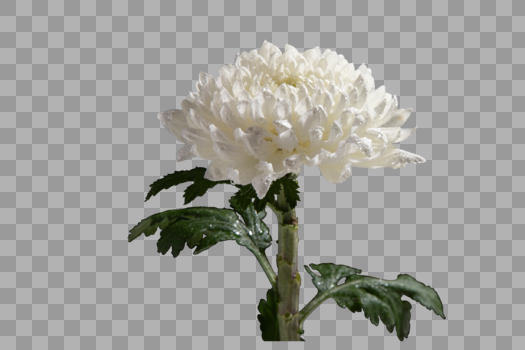 白色植物菊花图片素材免费下载