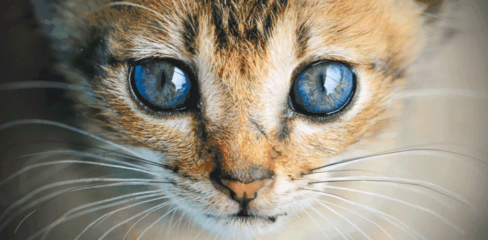 猫眼gif图片素材免费下载