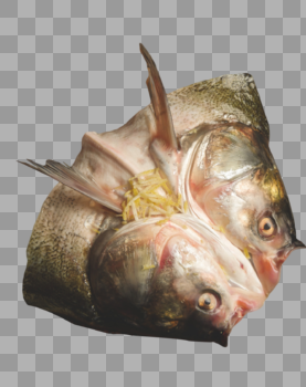 新鲜的鱼头图片素材免费下载