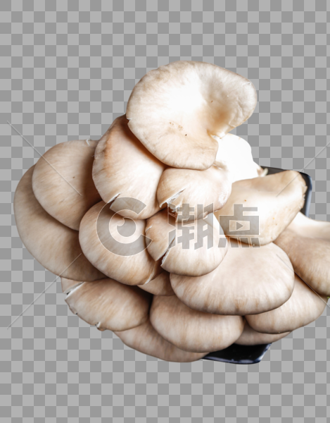 野生蘑菇图片素材免费下载