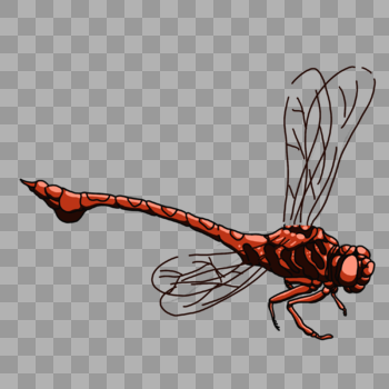 昆虫红蜻蜓图片素材免费下载
