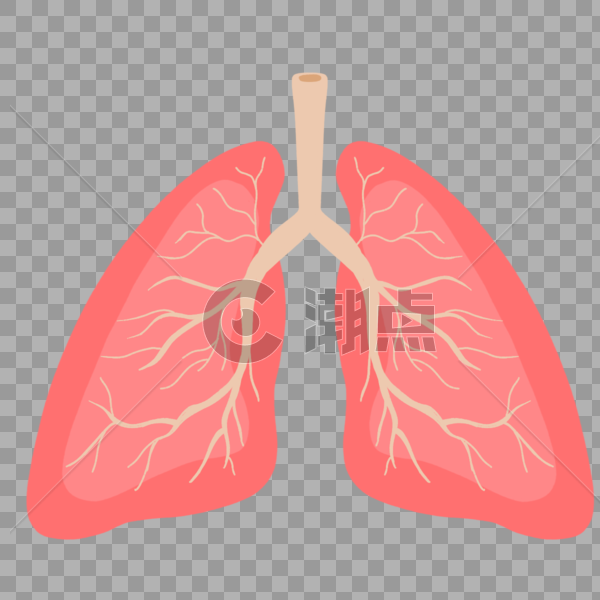 肺图片素材免费下载