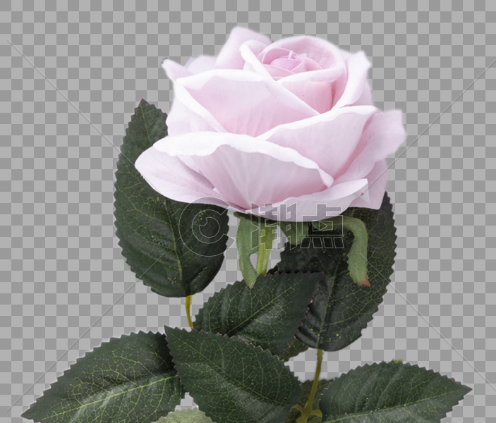 一朵玫瑰花图片素材免费下载