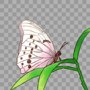 手绘昆虫白色蝴蝶图片素材免费下载