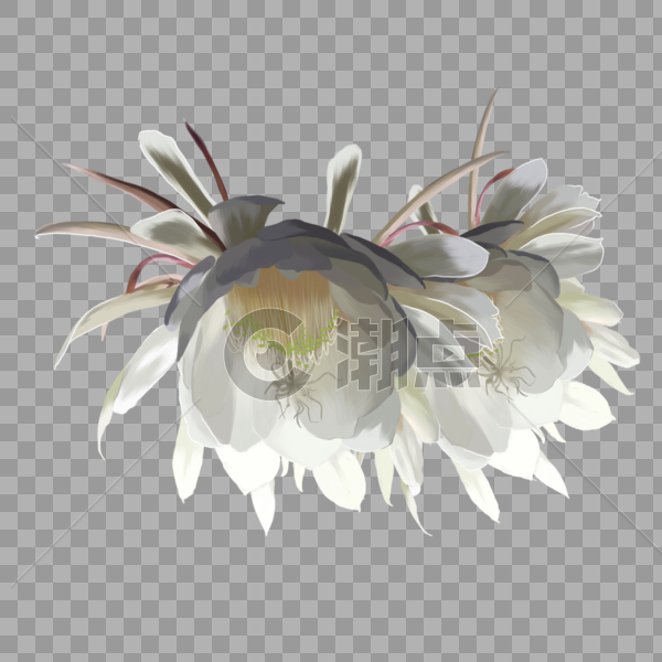 手绘白色铃兰花卉元素图片素材免费下载