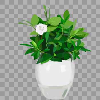 手绘白色栀子花花卉盆栽元素图片素材免费下载
