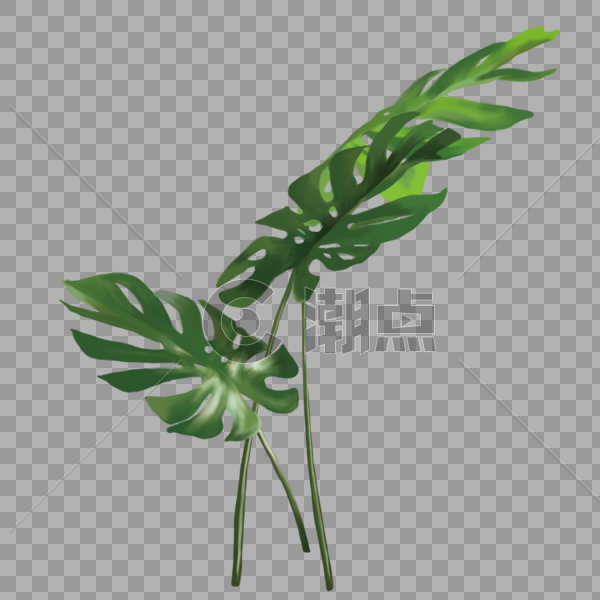 手绘绿色龟背竹植物元素图片素材免费下载