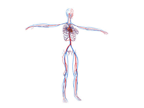 人体器官模型图片素材免费下载