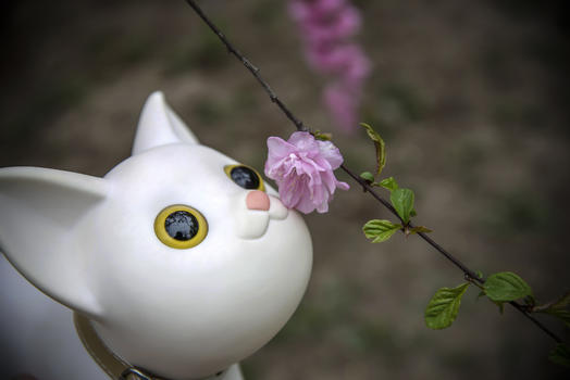 猫赏花图片素材免费下载