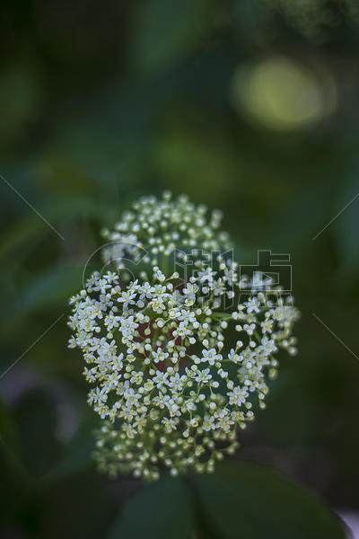 花卉小景图片素材免费下载