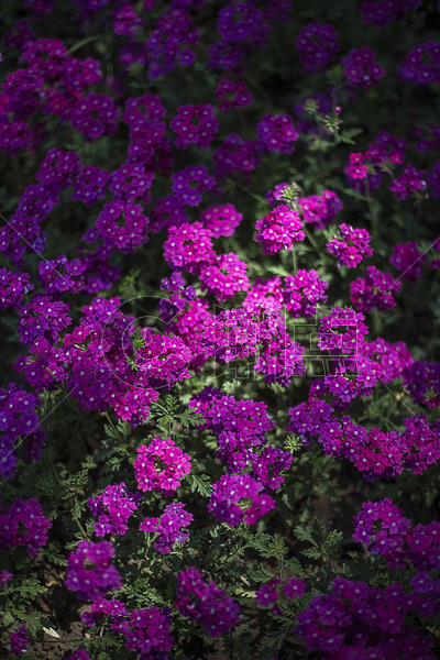 花卉小景图片素材免费下载