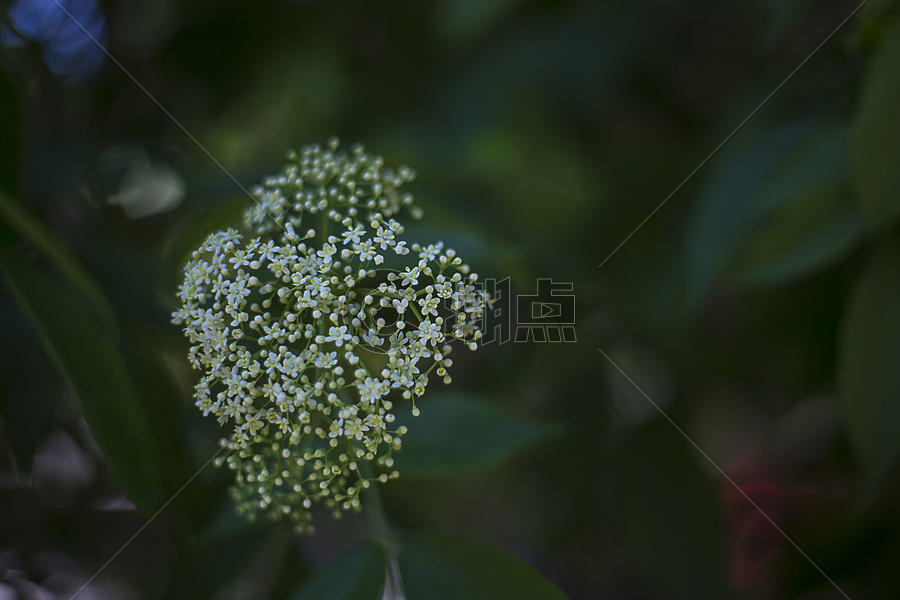 花卉小景图片素材免费下载