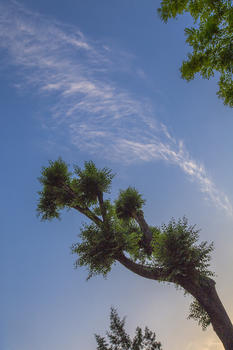 树与天空图片素材免费下载