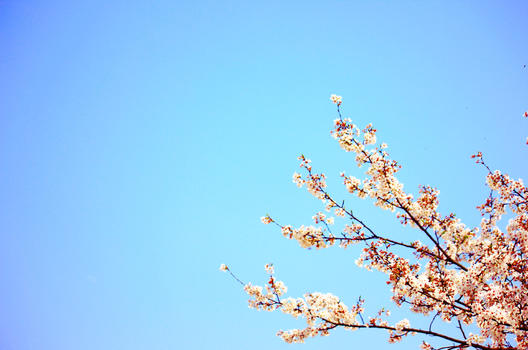 蓝天下的樱花图片素材免费下载