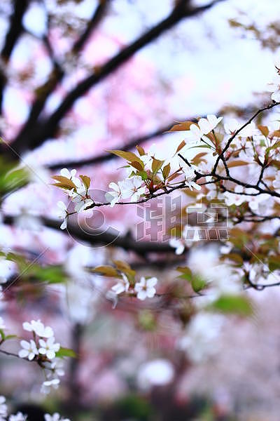 绚丽的樱花图片素材免费下载