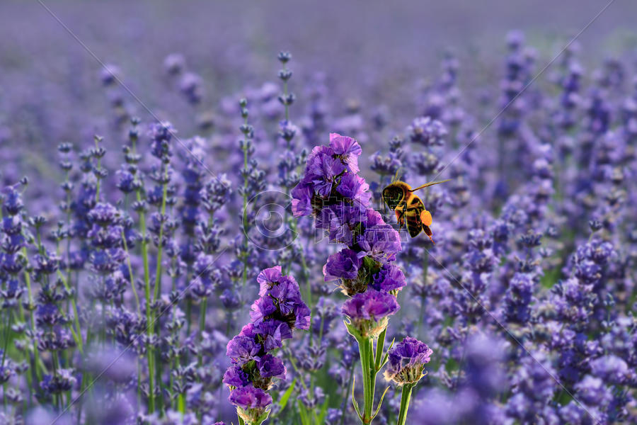 蜜蜂和薰衣草的故事图片素材免费下载