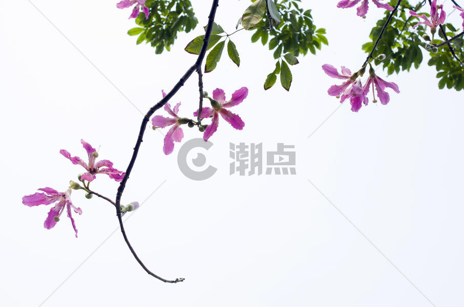高调的紫荆花图片素材免费下载