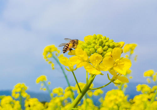 油菜花上的蜜蜂图片素材免费下载
