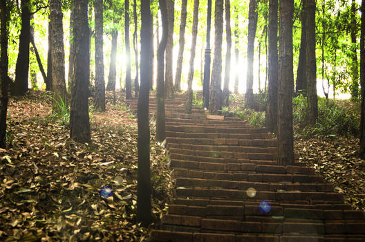 树林里的阳光图片素材免费下载
