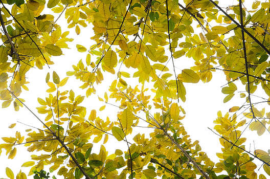 树叶变黄了图片素材免费下载