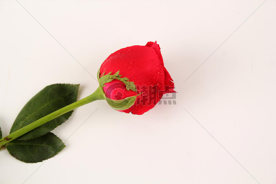 红色玫瑰图片素材免费下载