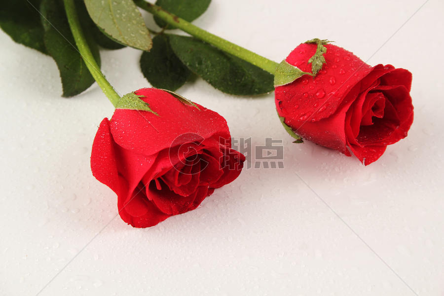 红色玫瑰图片素材免费下载
